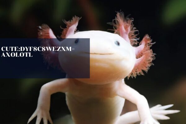 Cute:Dyf8c8wezxm= Axolotl