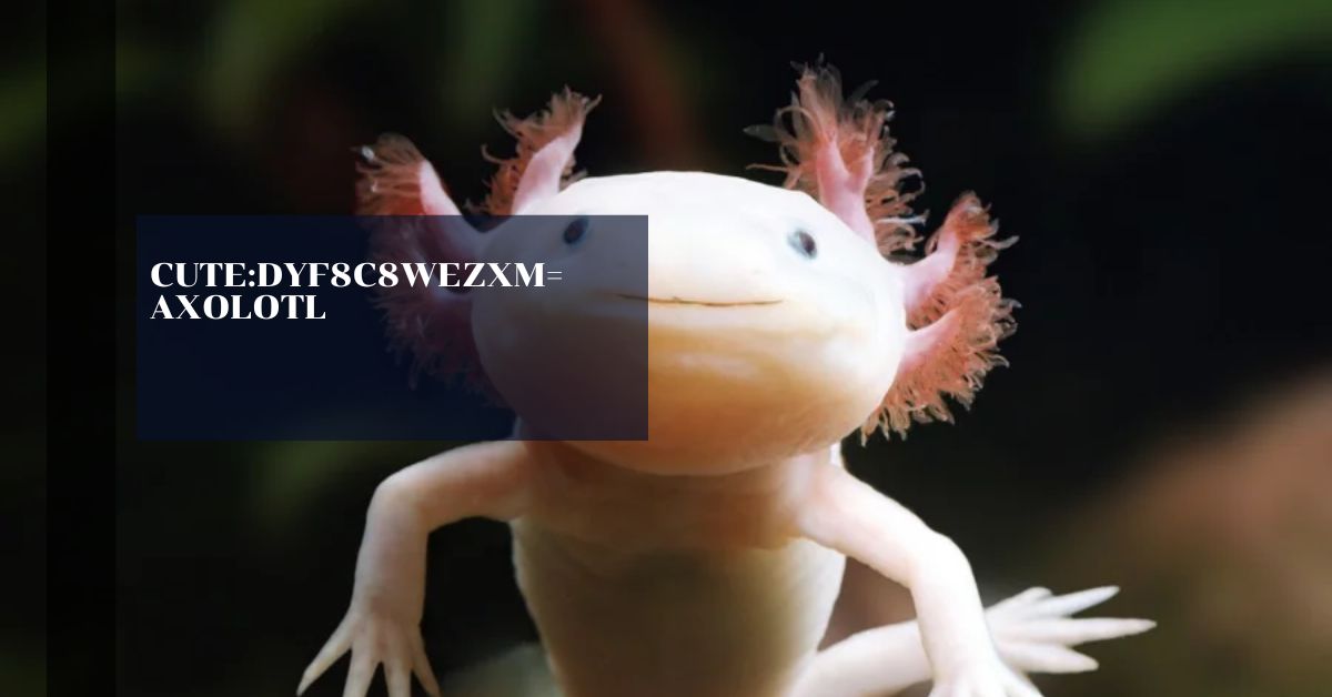 Cute:Dyf8c8wezxm= Axolotl