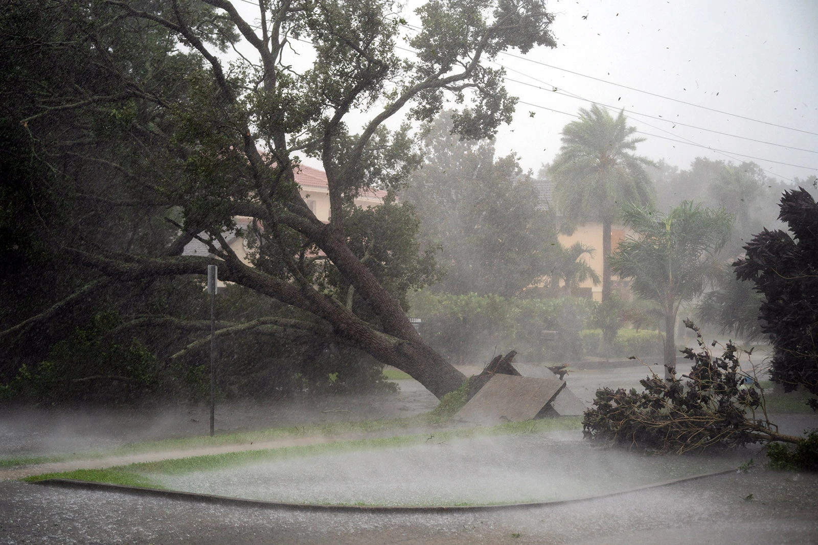 Protecting Your Trees During Storm Season